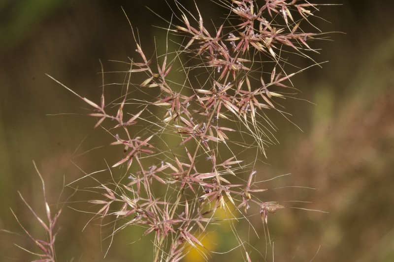 Agrostis subspicata photo 4