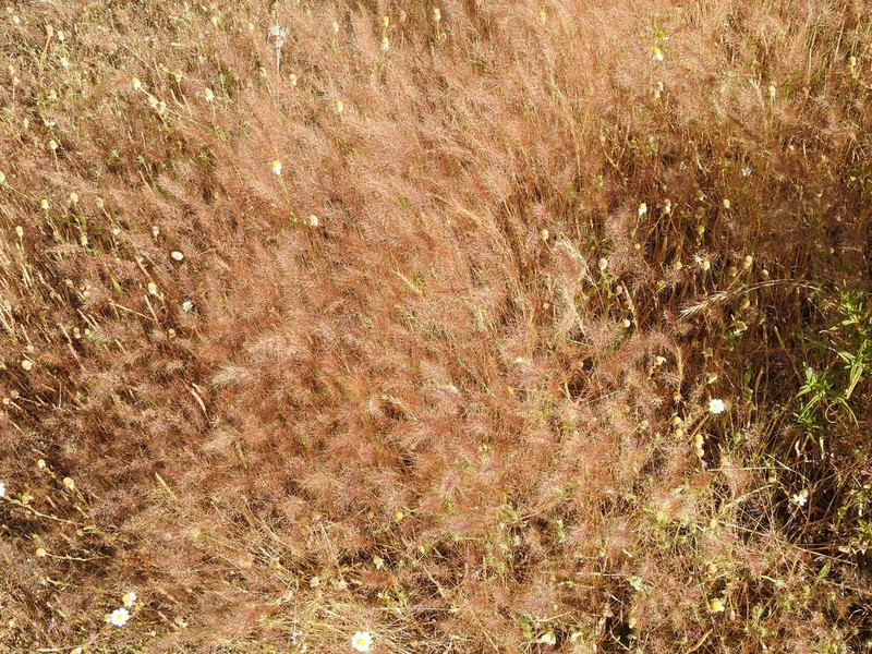 Agrostis subspicata photo 5