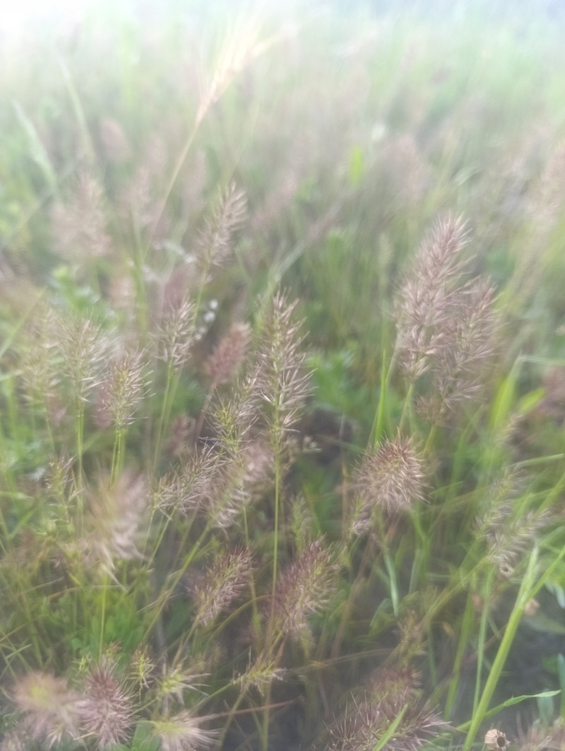 Agrostis subspicata photo 6