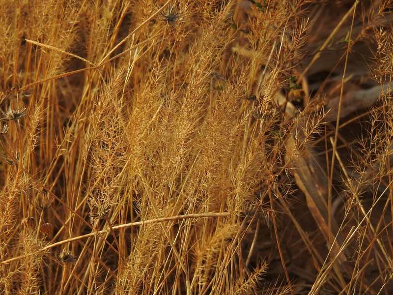 Agrostis subspicata photo 7
