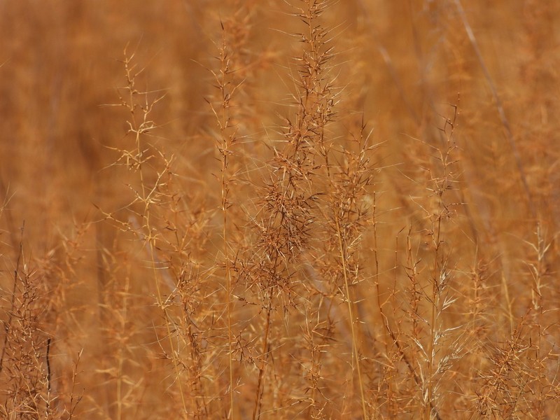 Agrostis subspicata photo 8