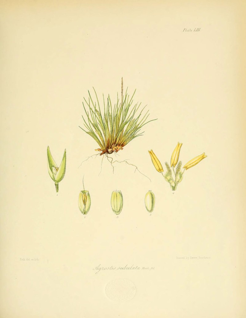 Agrostis subulata