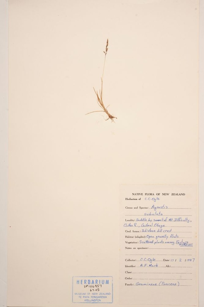 Agrostis subulata photo 2