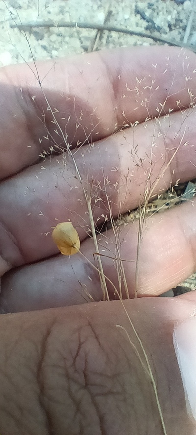 Agrostis tenerrima