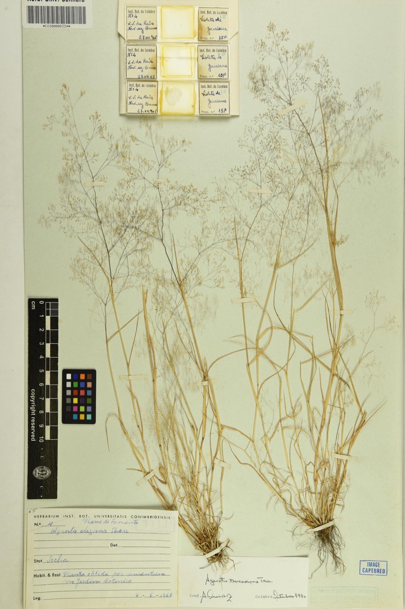 Agrostis tenerrima photo 2