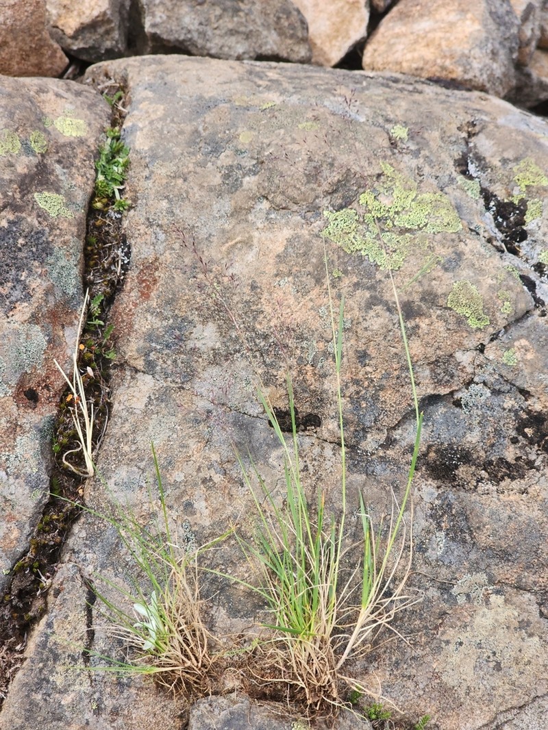 Agrostis thompsoniae