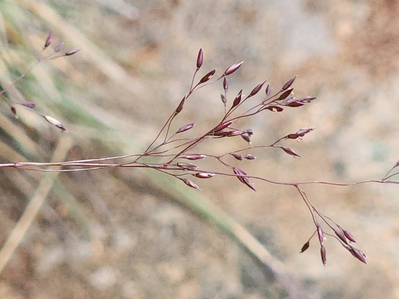 Agrostis thompsoniae photo 2