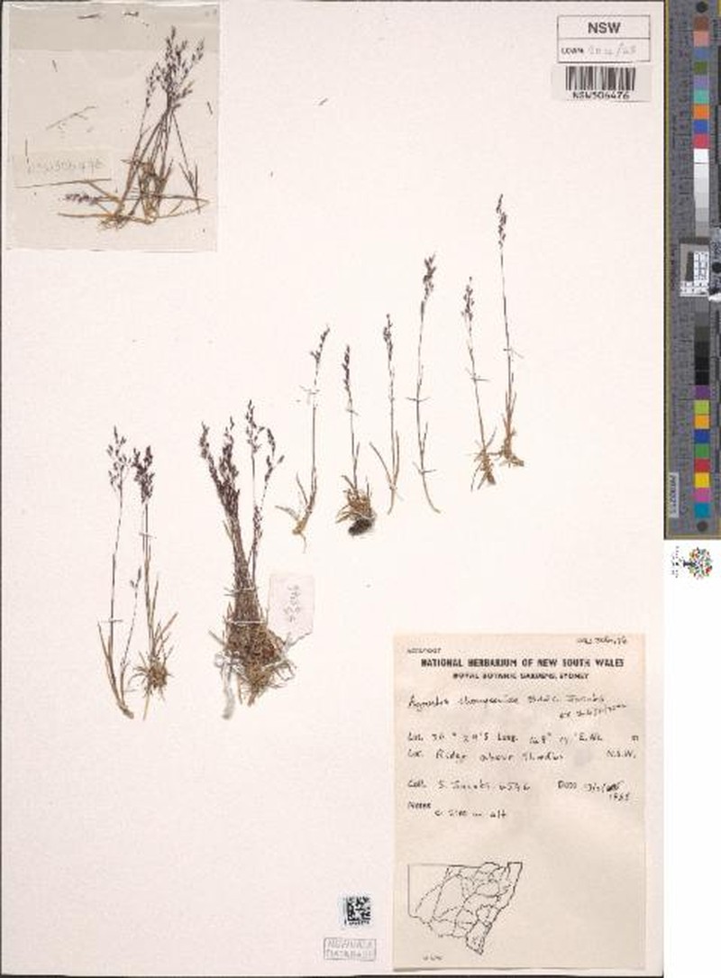 Agrostis thompsoniae photo 3