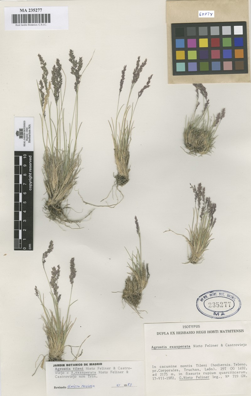 Agrostis tileni