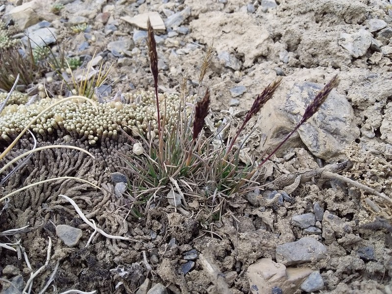 Agrostis tolucensis photo 2