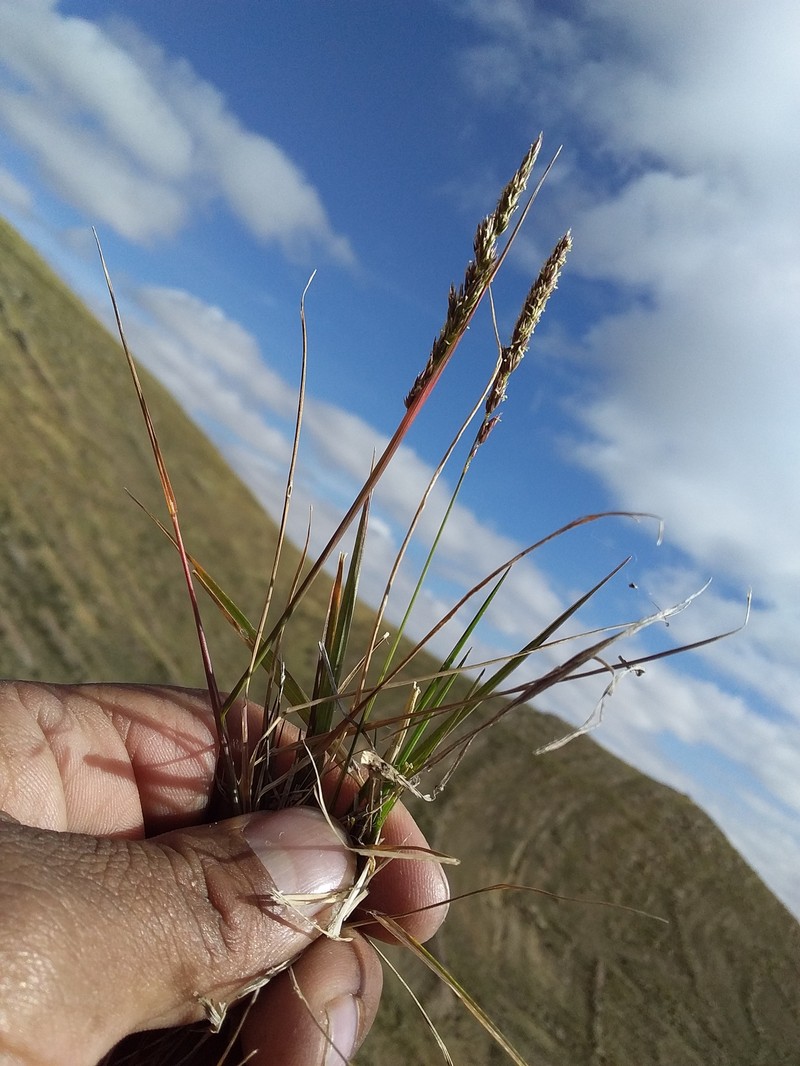 Agrostis tolucensis photo 4
