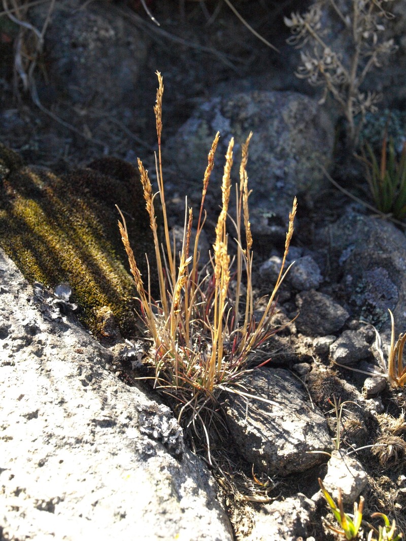 Agrostis tolucensis photo 6
