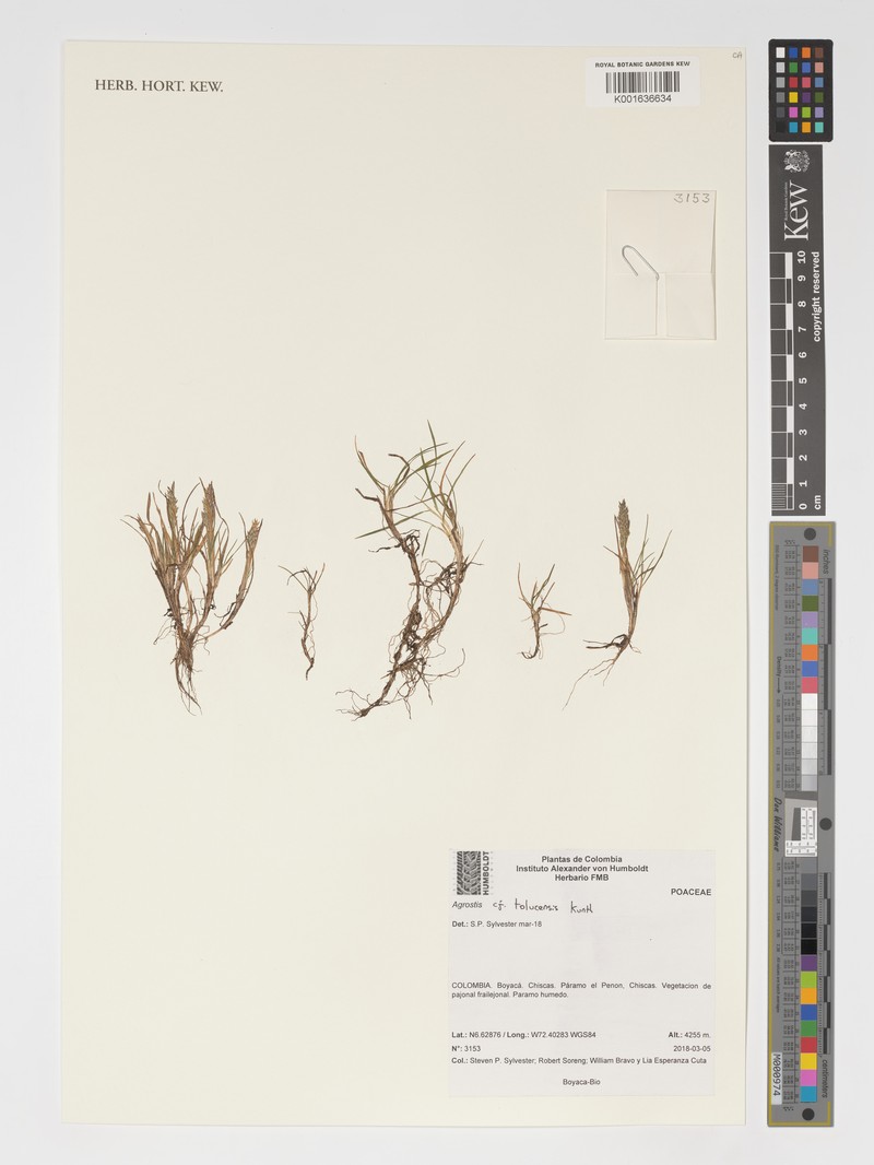 Agrostis tolucensis photo 7