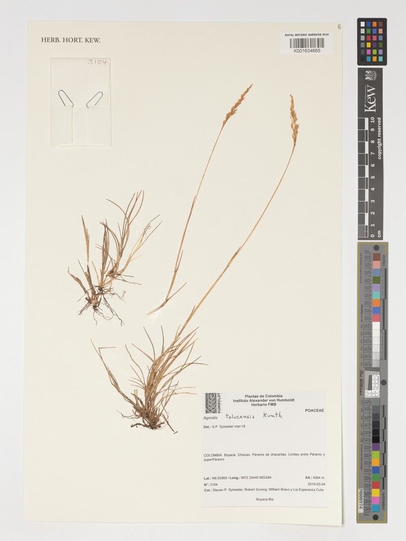 Agrostis tolucensis photo 8