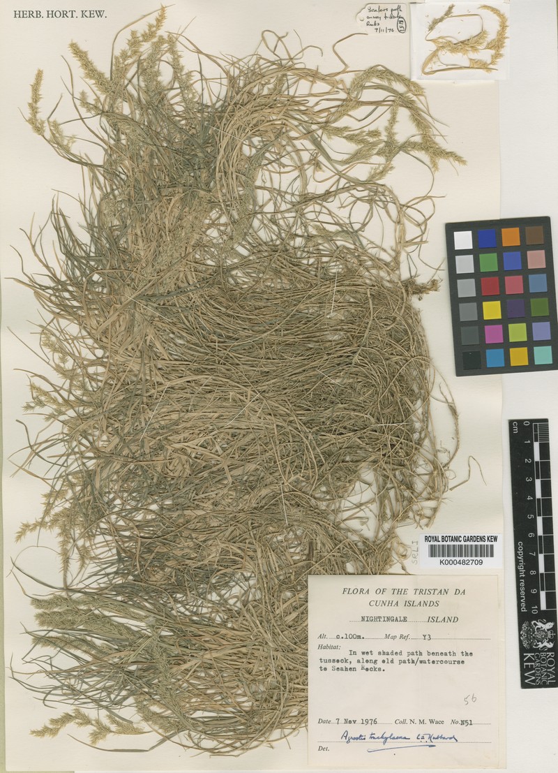 Agrostis trachychlaena