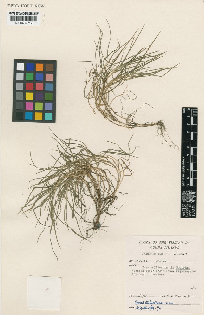 Agrostis trachychlaena photo 2