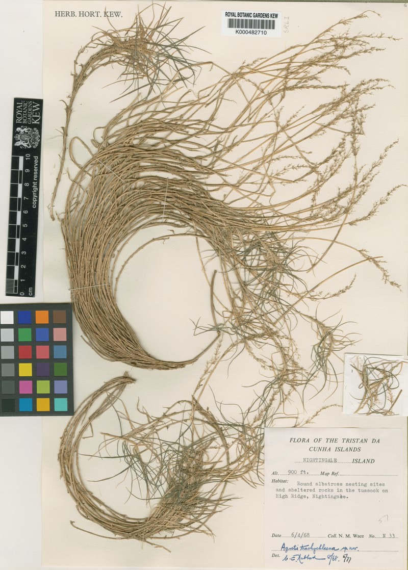 Agrostis trachychlaena photo 3