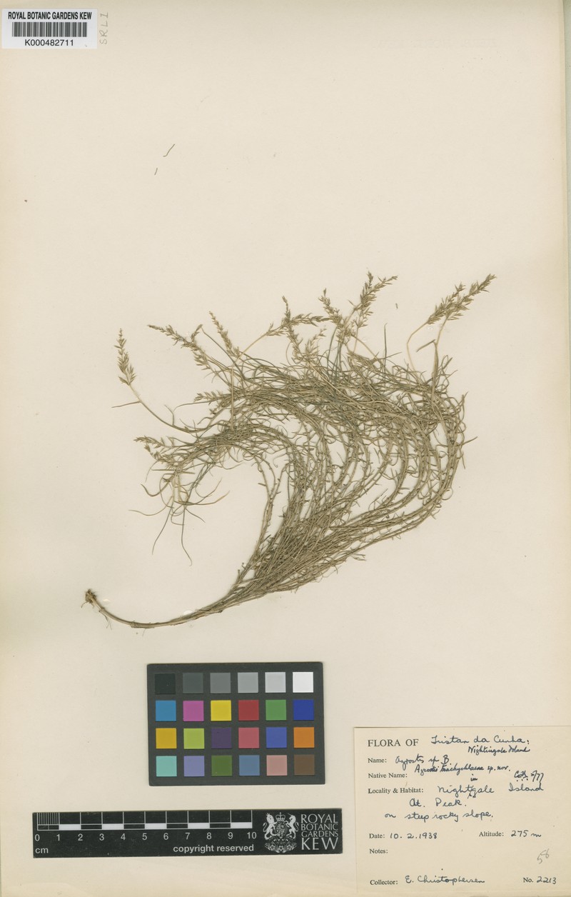 Agrostis trachychlaena photo 4