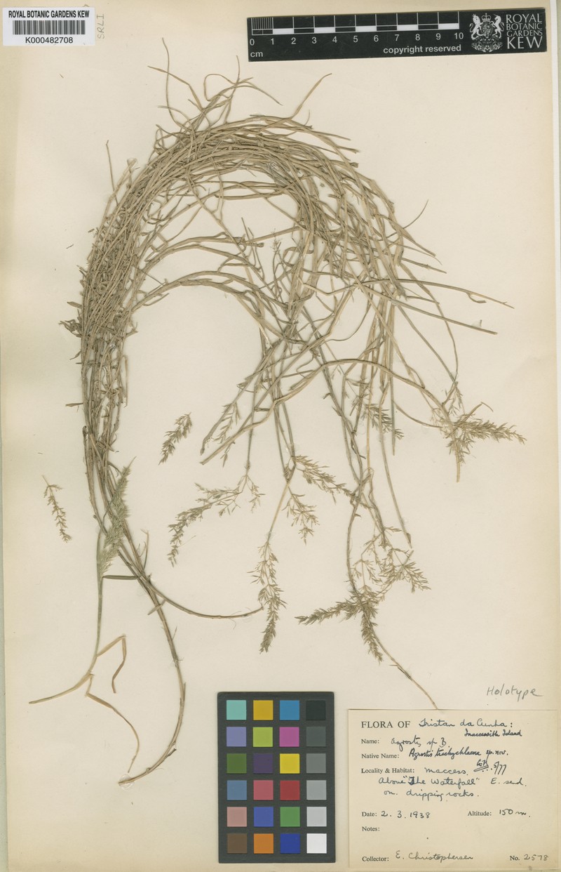 Agrostis trachychlaena photo 5