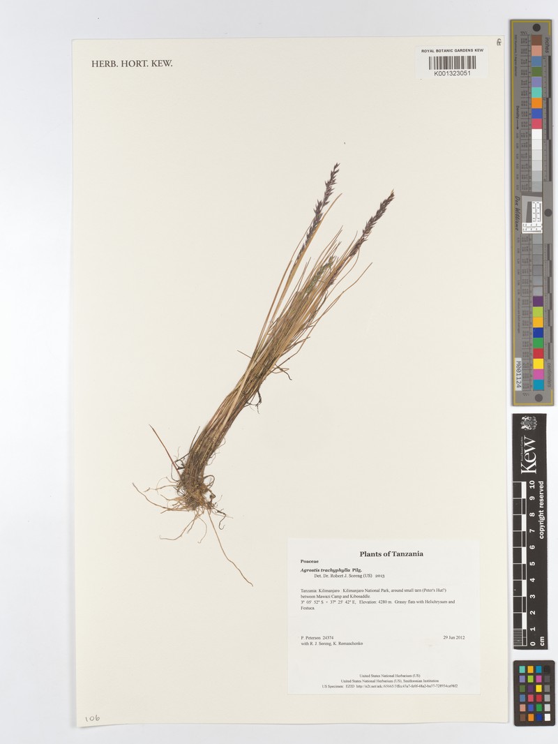 Agrostis trachyphylla