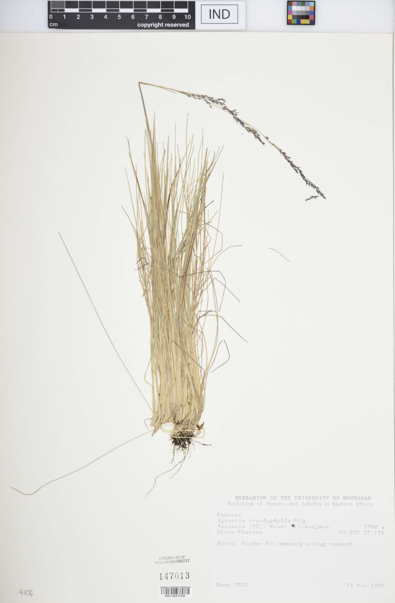 Agrostis trachyphylla photo 2