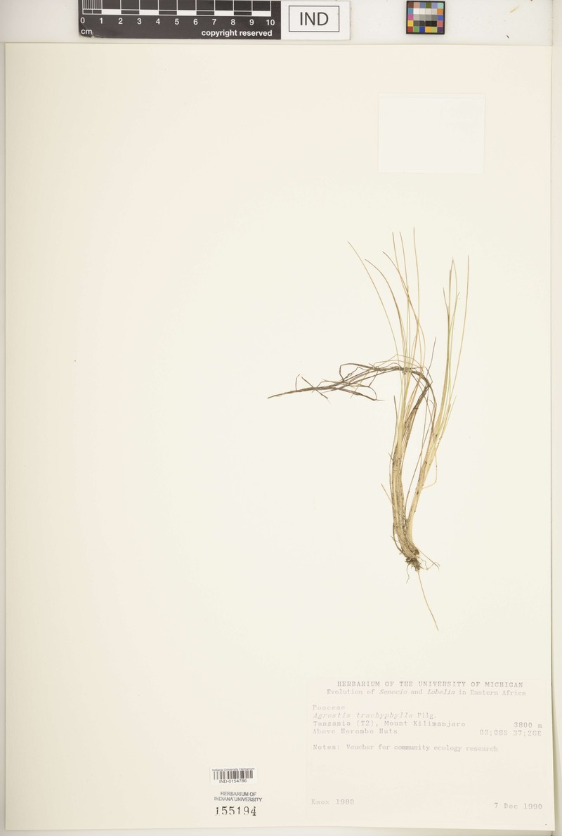 Agrostis trachyphylla photo 3