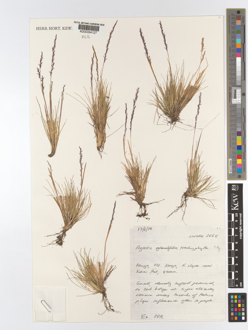 Agrostis trachyphylla photo 4