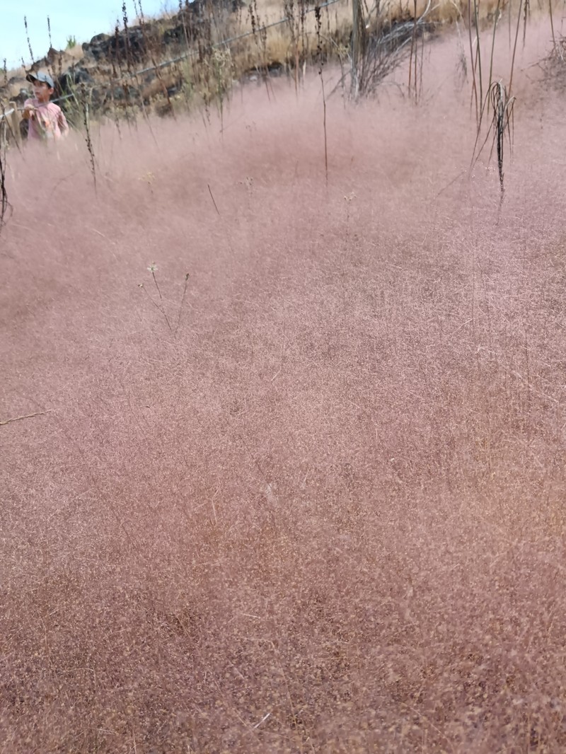 Agrostis truncata