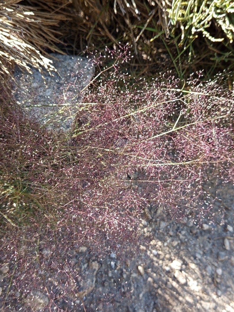 Agrostis truncata photo 2