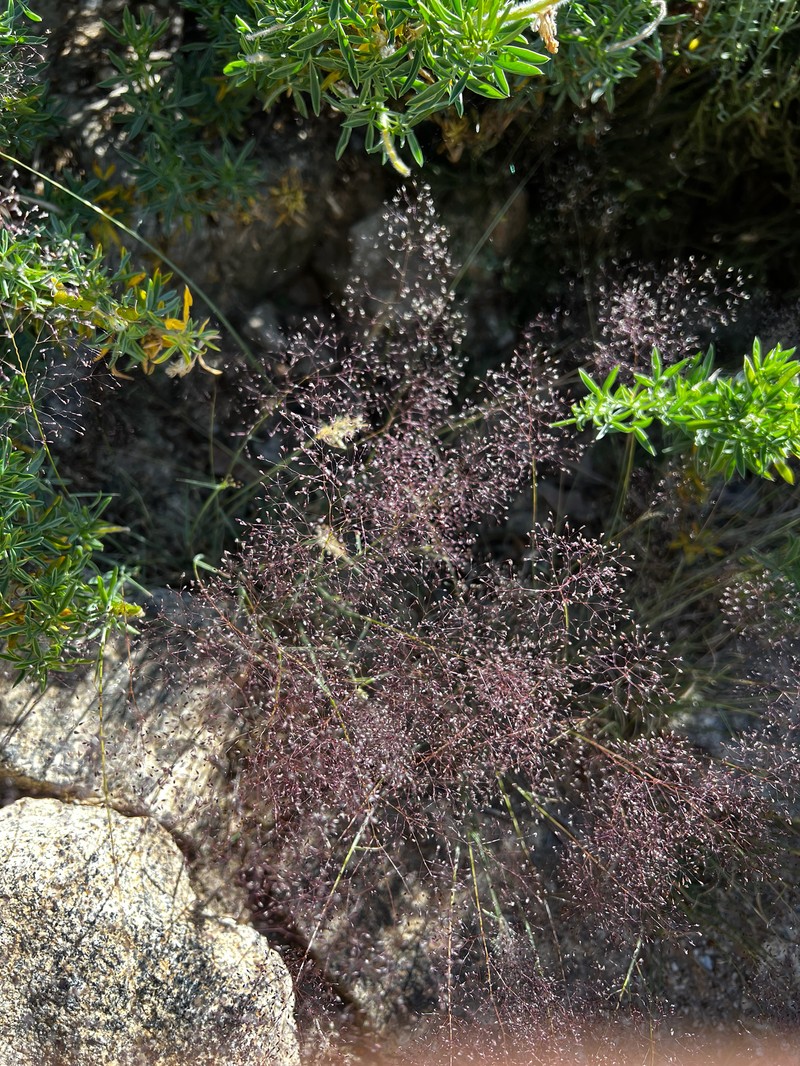 Agrostis truncata photo 3