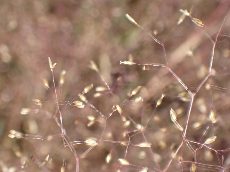 Agrostis truncata photo 4