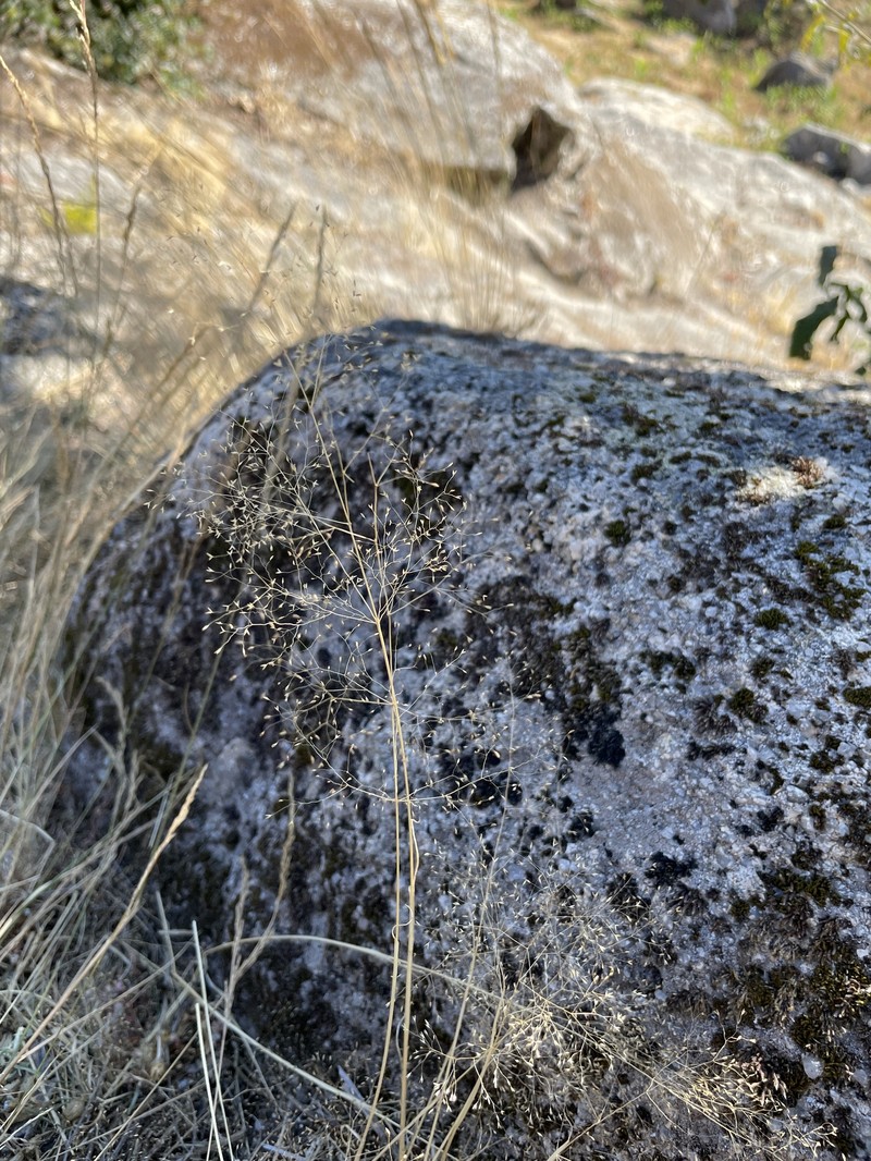 Agrostis truncata photo 5