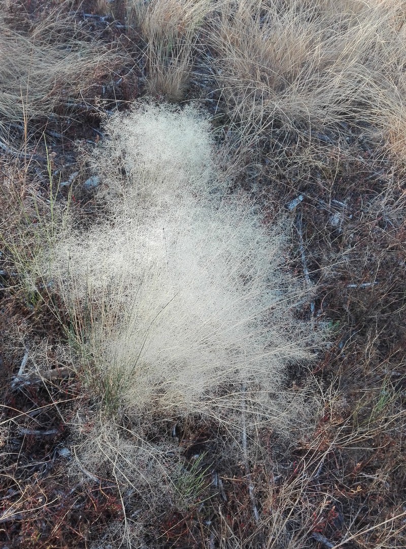 Agrostis truncata photo 6