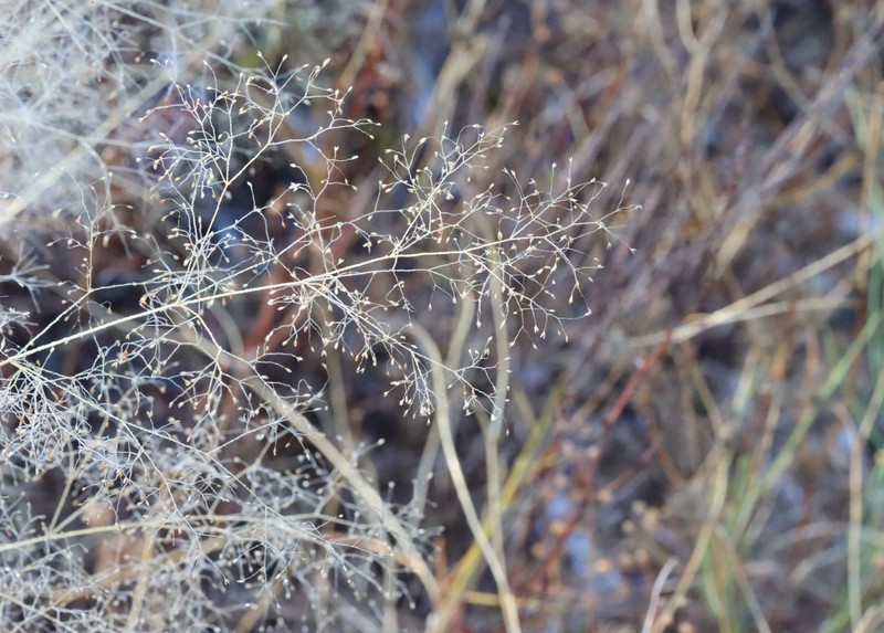 Agrostis truncata photo 7