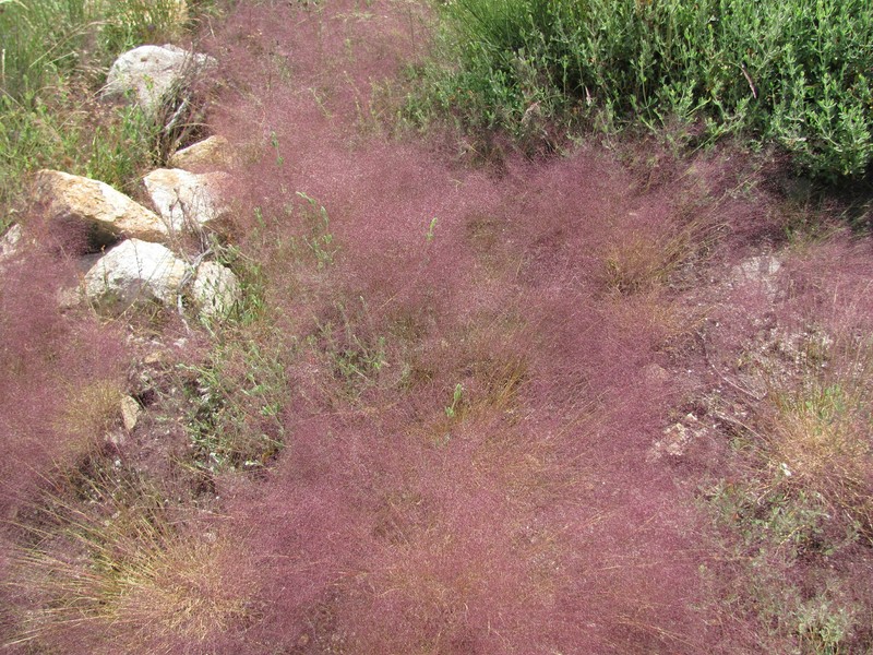 Agrostis truncata photo 8