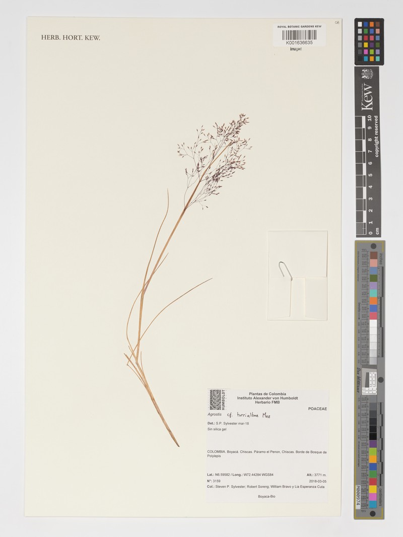 Agrostis turrialbae
