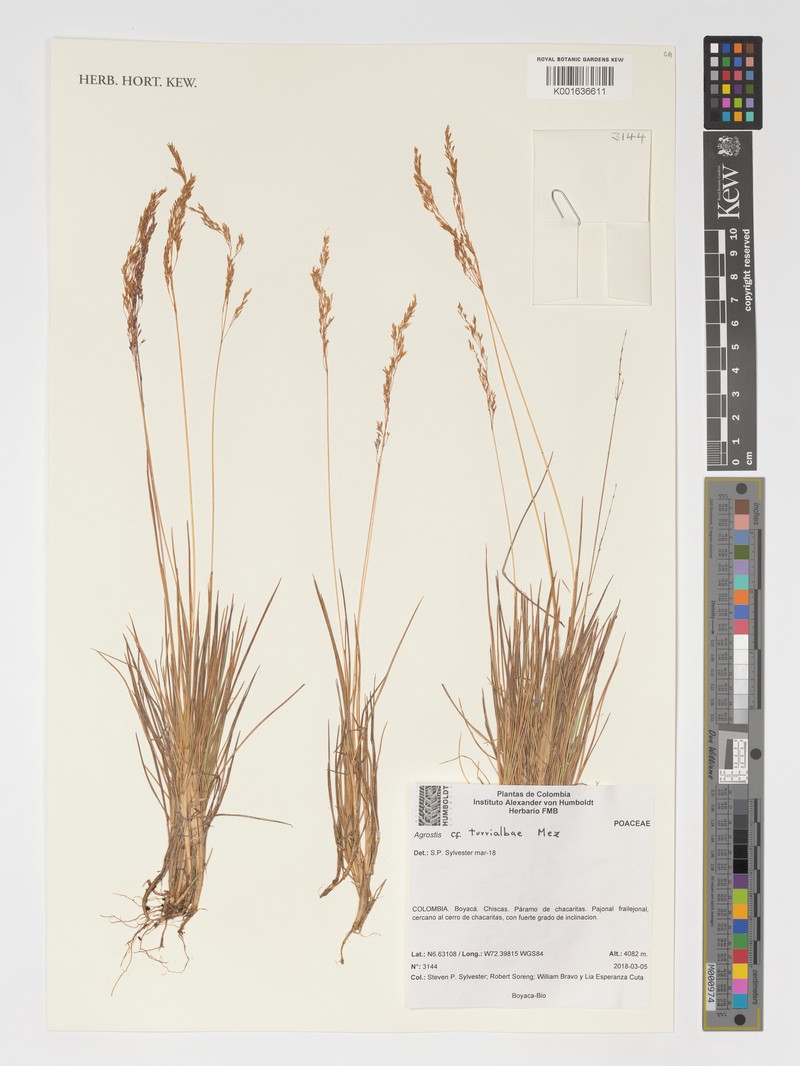 Agrostis turrialbae photo 2