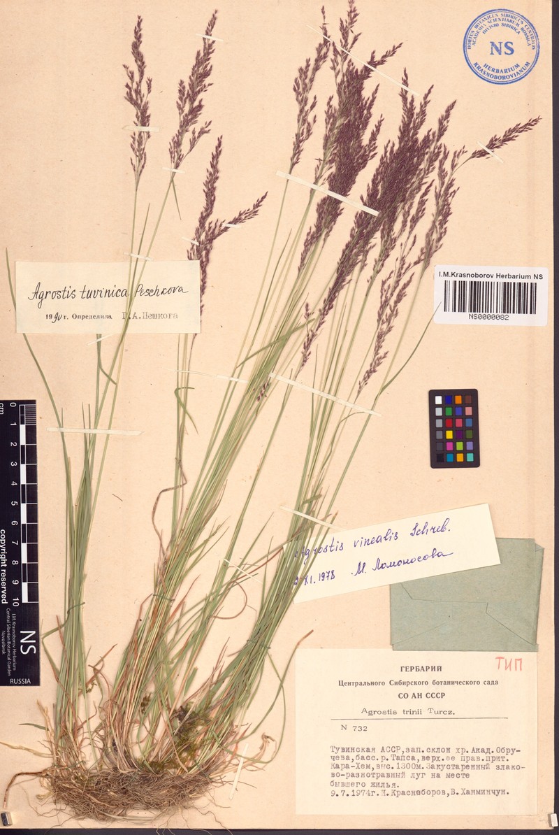 Agrostis tuvinica