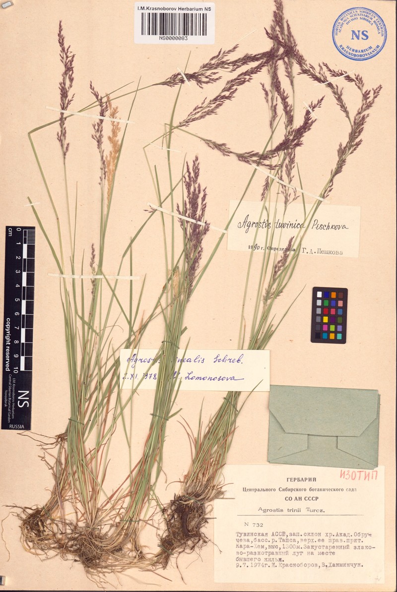 Agrostis tuvinica photo 2