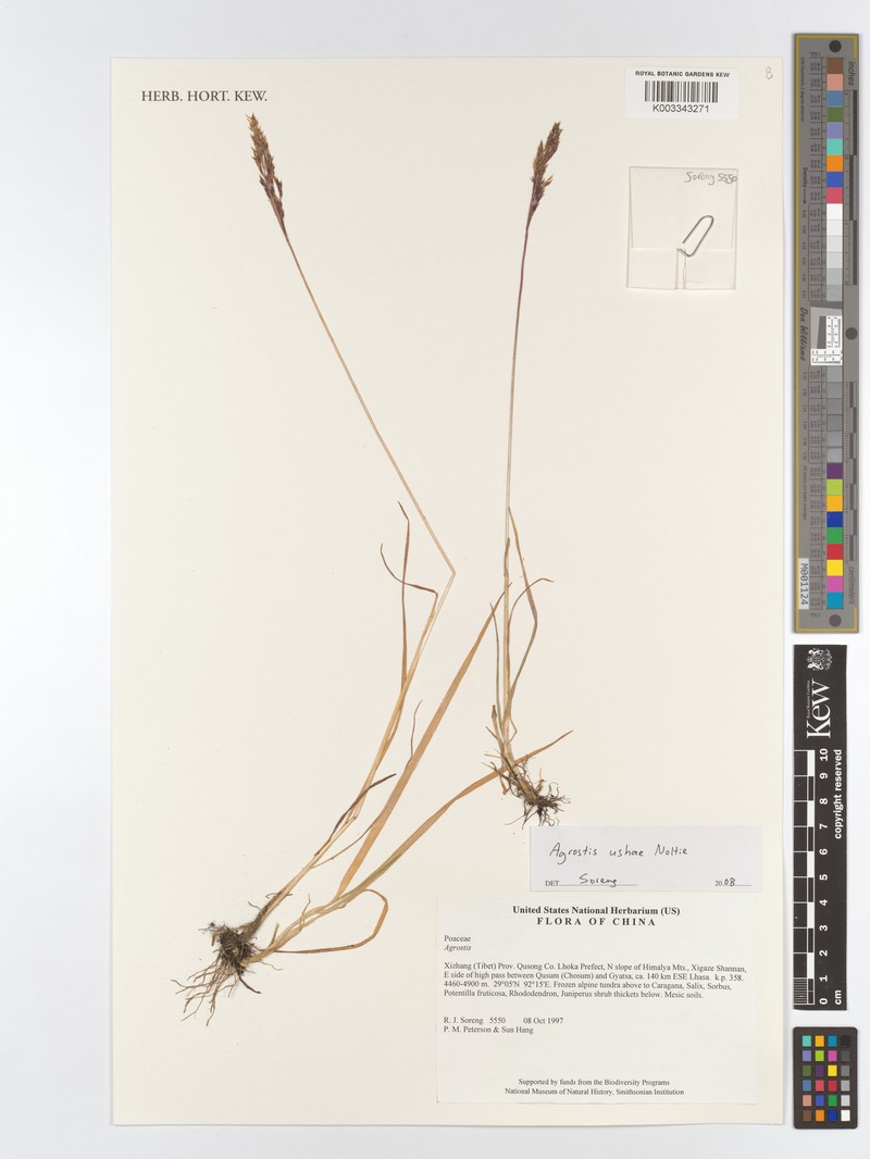 Agrostis ushae