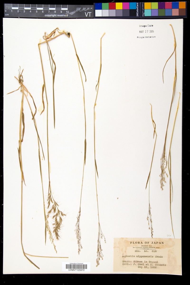Agrostis valvata