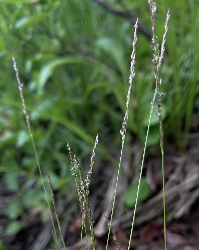 Mountain Bentgrass