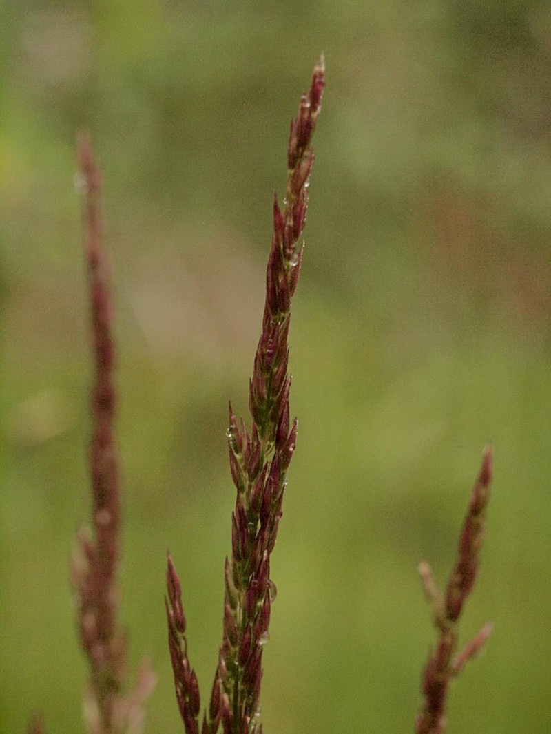 Mountain Bentgrass photo 2