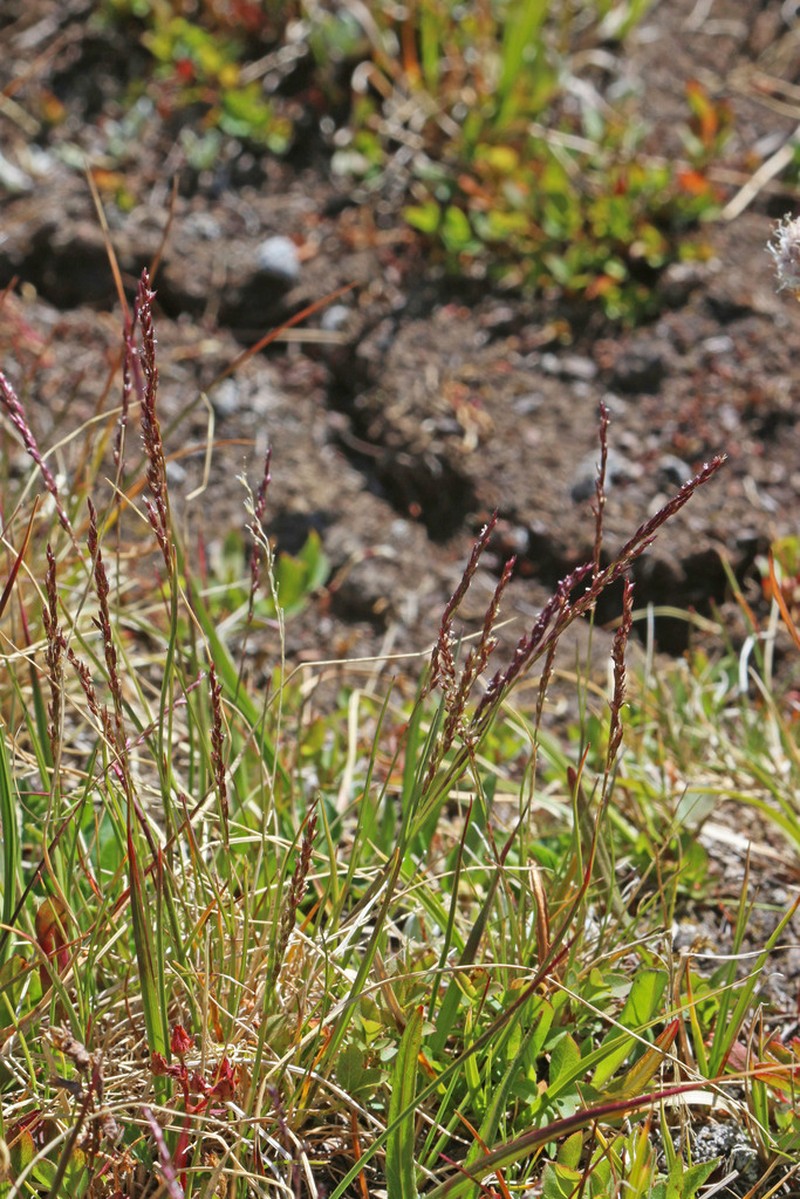 Mountain Bentgrass photo 3