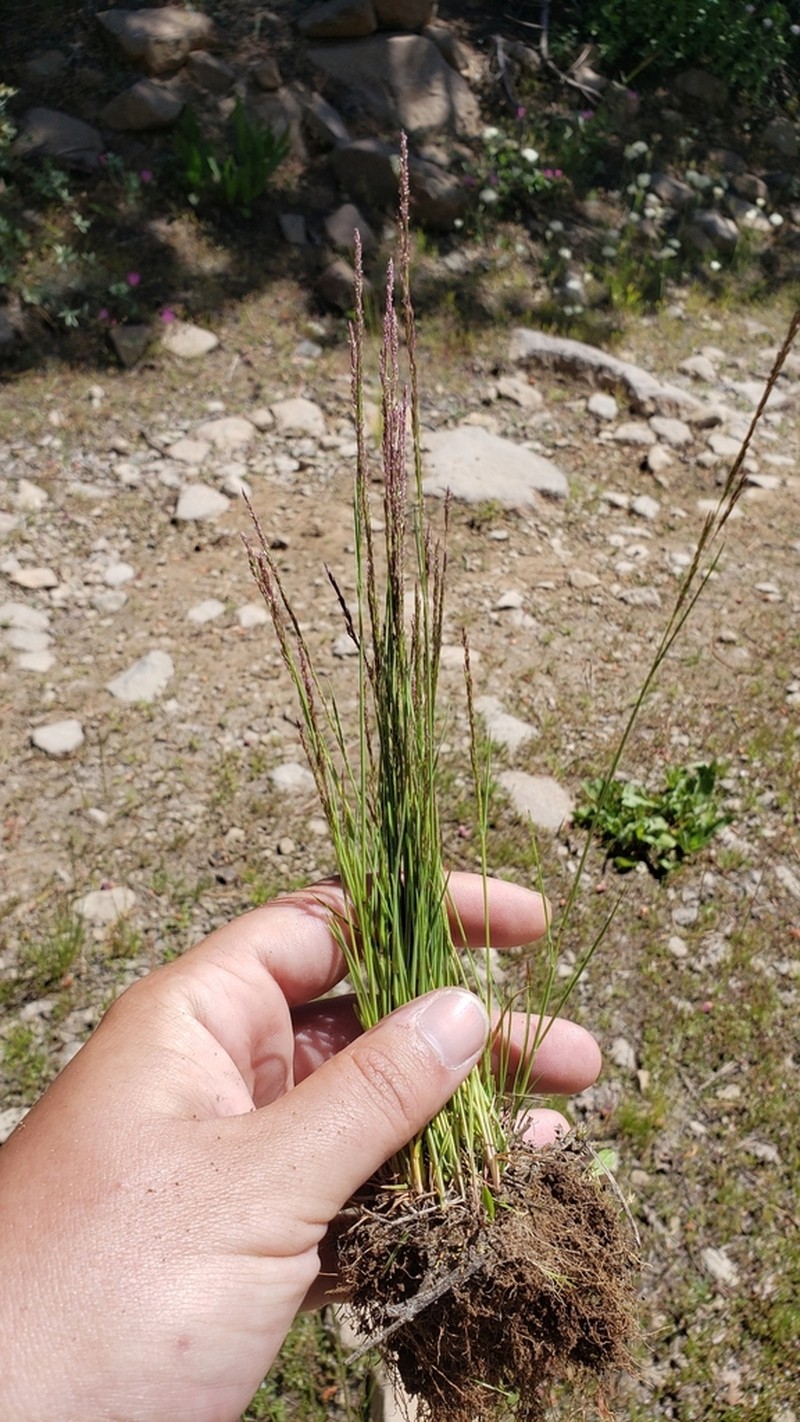 Mountain Bentgrass photo 4