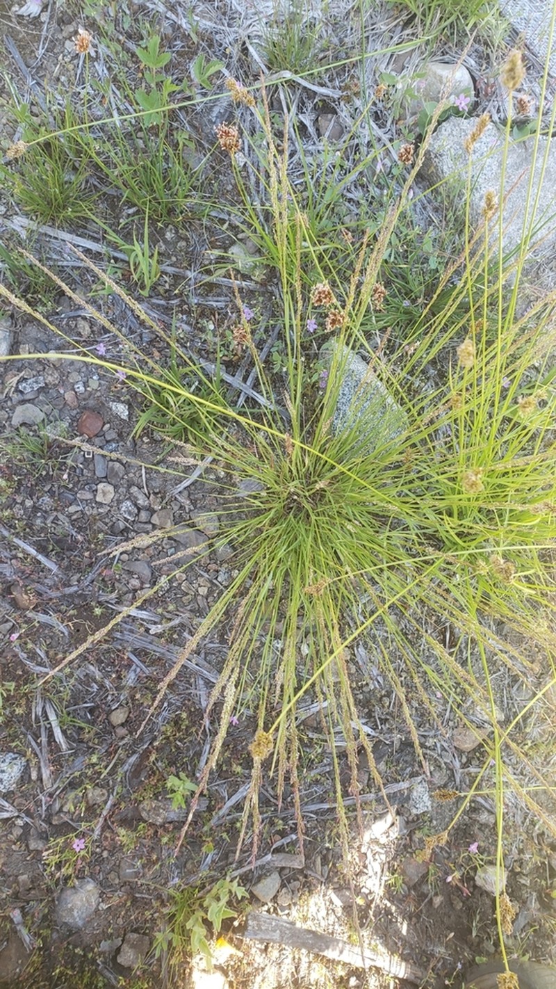 Mountain Bentgrass photo 5