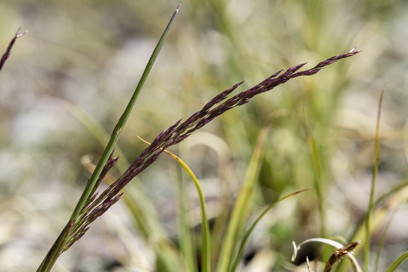 Mountain Bentgrass photo 6