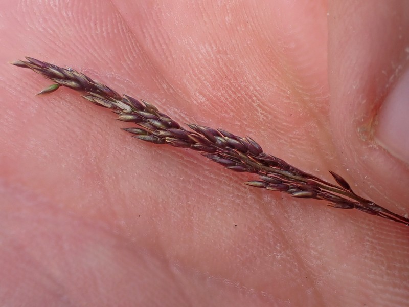 Mountain Bentgrass photo 8