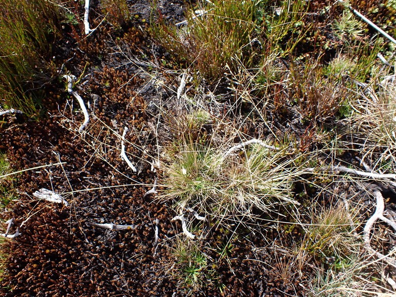 Agrostis venusta