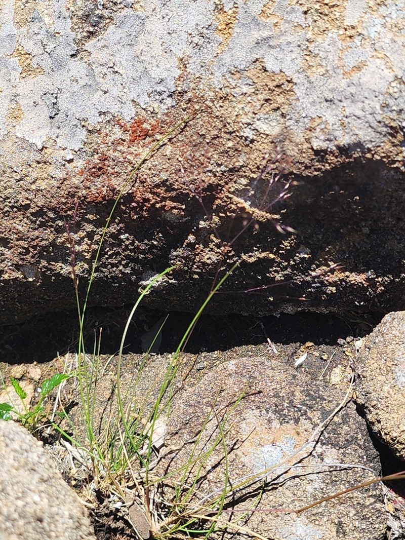 Agrostis venusta photo 2